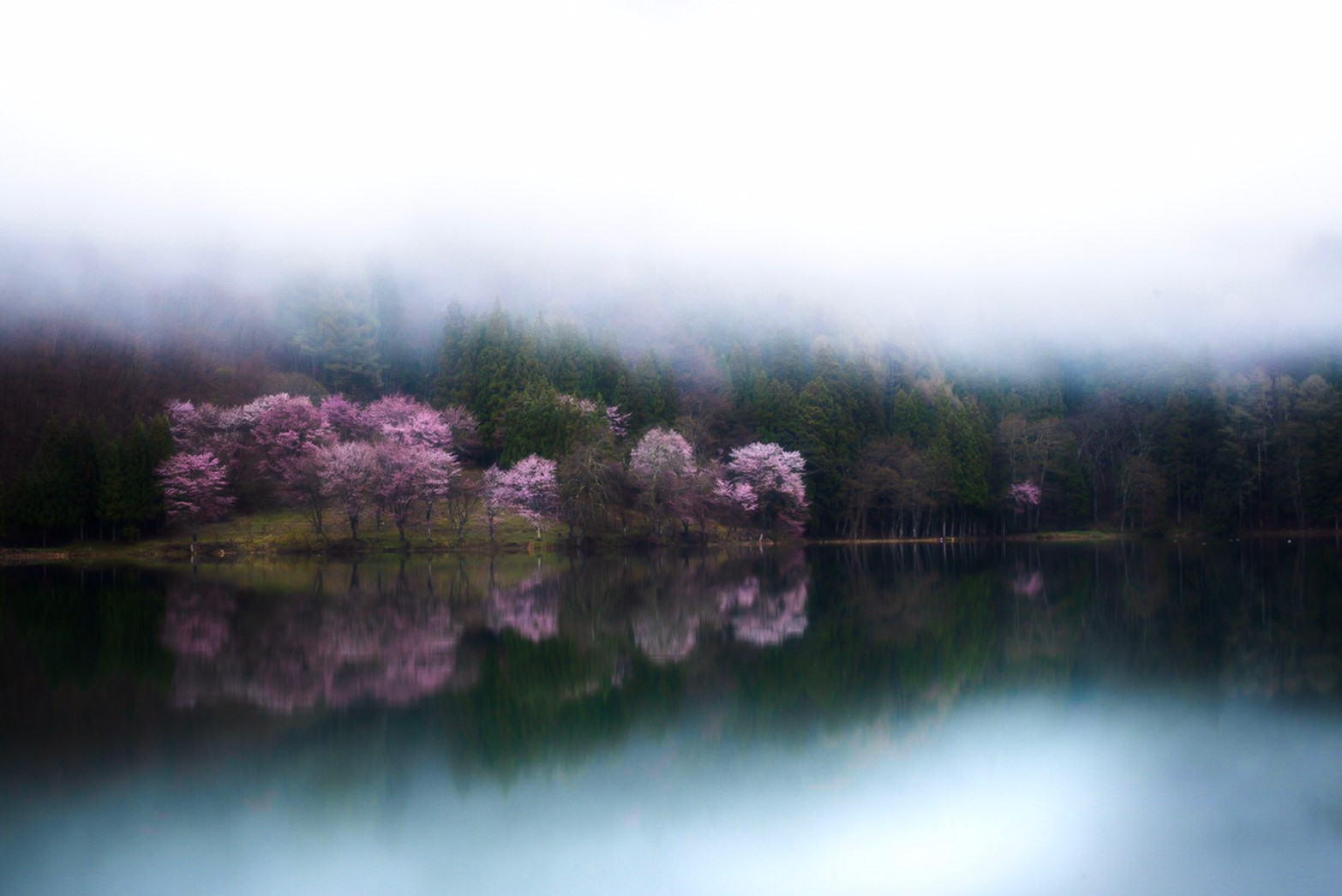 中綱湖の桜の撮影スポットは？駐車場や開花時期について詳しく紹介！