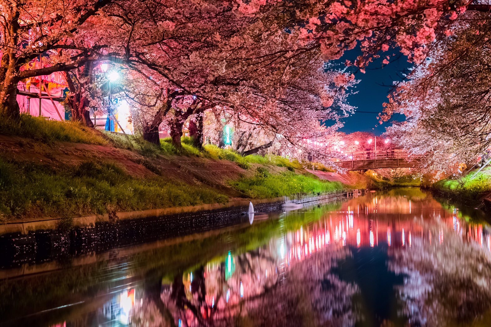 【穴場】千葉県の絶景桜の撮影スポットは？海老川に咲き誇る桜祭りの詳細情報についてご紹介！